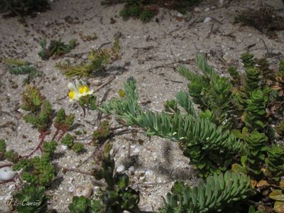 Linaria polygalifolia, photographed by José Luis Camaño