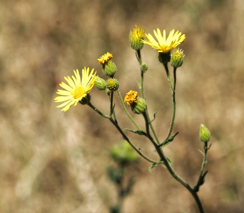 Heterotheca inuloides, photographed by adel-fridus