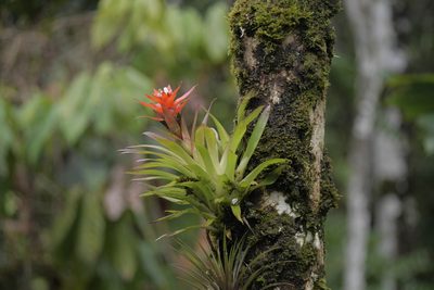 Guzmania lingulata, photographed by Nico