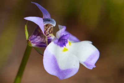 Downingia bicornuta, photographed by Ken-ichi Ueda