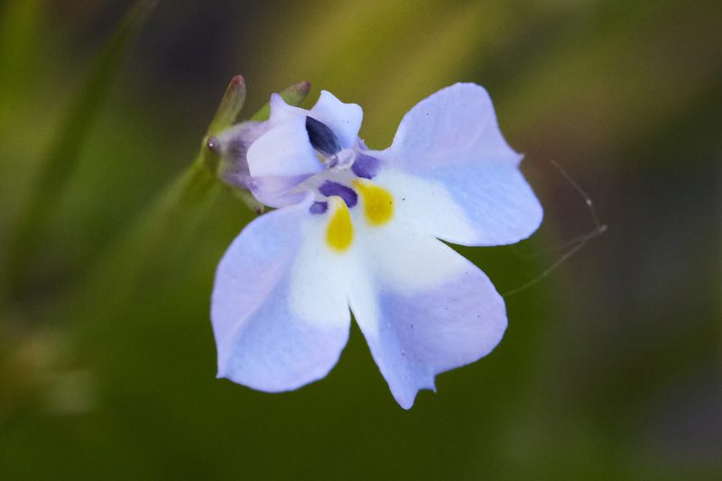 Downingia ornatissima, photographed by Ken-ichi Ueda