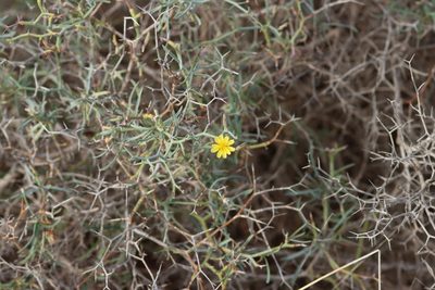 Launaea arborescens, photographed by Eric Tittley