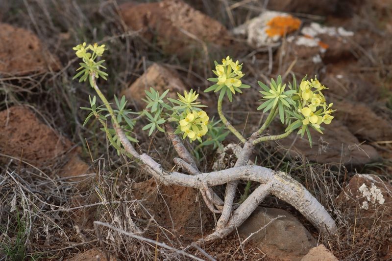 Euphorbia regis-jubae, photographed by Eric Tittley