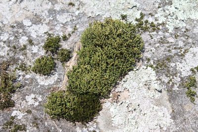 Hedwigia ciliata, photographed by Violet T.