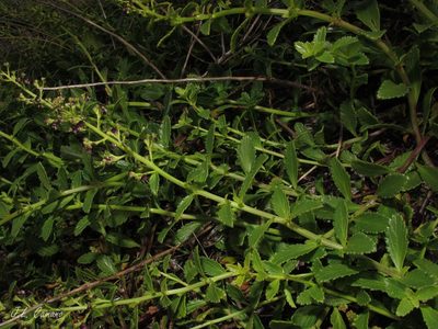 Scrophularia frutescens, photographed by José Luis Camaño
