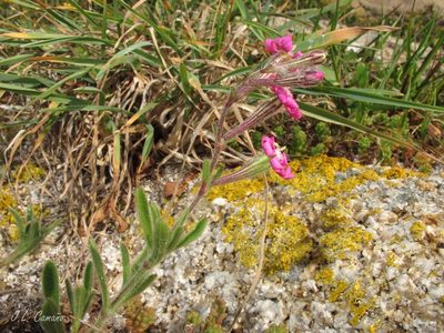 Silene scabriflora, photographed by José Luis Camaño
