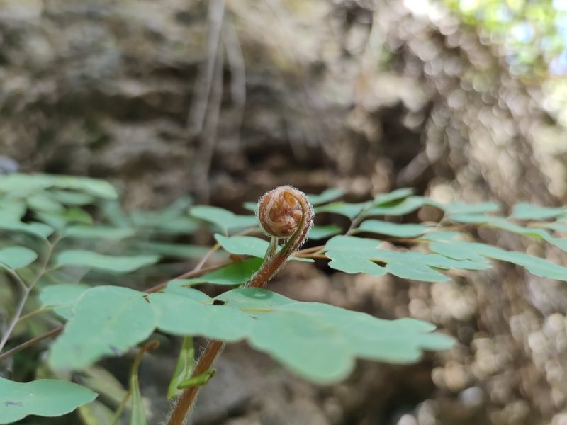 Llavea cordifolia, photographed by Liliana Ramírez-Freire