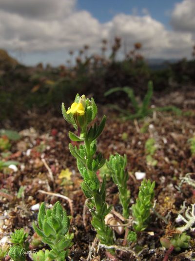 Linaria arenaria, photographed by José Luis Camaño