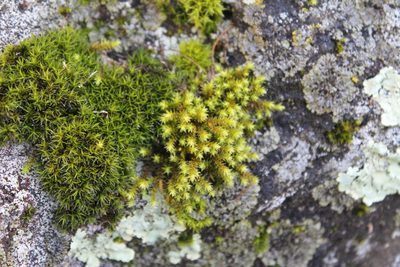 Hedwigia ciliata, photographed by Violet T.