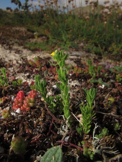 Linaria arenaria, photographed by José Luis Camaño