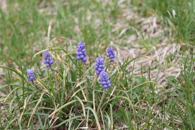 Muscari botryoides, photographed by Violet T.