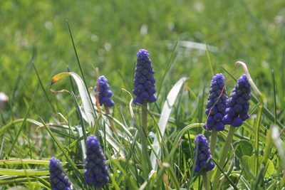 Muscari botryoides, photographed by Violet T.