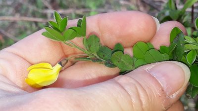 Cytisus villosus, photographed by Alessia Guggisberg