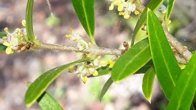 Phillyrea angustifolia, photographed by Alessia Guggisberg