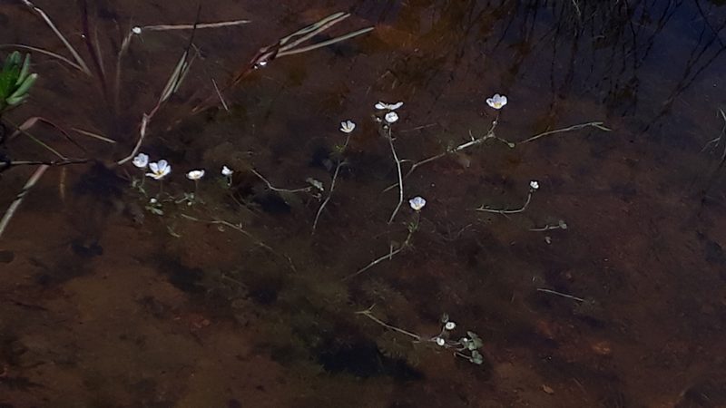 Ranunculus peltatus, photographed by Alessia Guggisberg