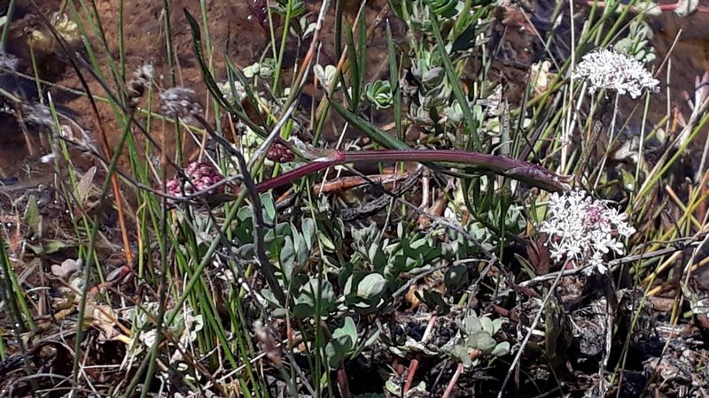 Oenanthe globulosa, photographed by Alessia Guggisberg