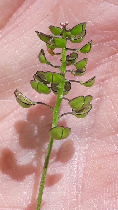 Teesdalia coronopifolia, photographed by Alessia Guggisberg
