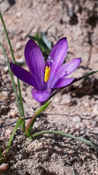 Romulea requienii, photographed by Alessia Guggisberg