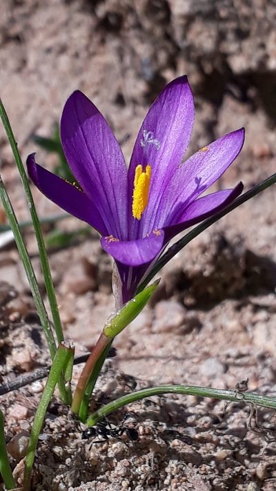 Romulea requienii, photographed by Alessia Guggisberg