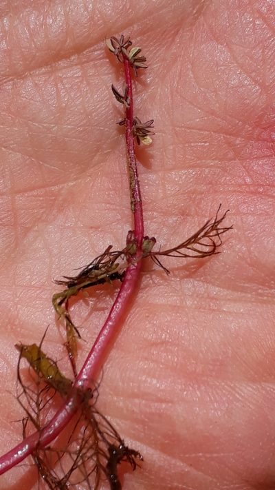 Myriophyllum alterniflorum, photographed by Alessia Guggisberg