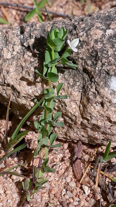 Lotus conimbricensis, photographed by Alessia Guggisberg