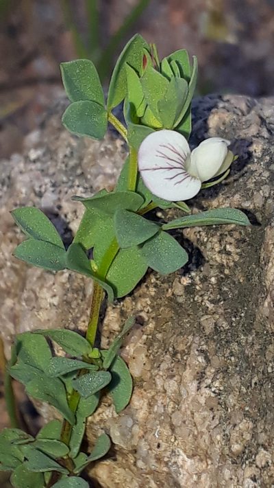 Lotus conimbricensis, photographed by Alessia Guggisberg