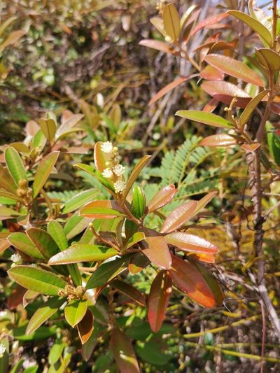 Croton discolor, photographed by Alexis Tinker-Tsavalas