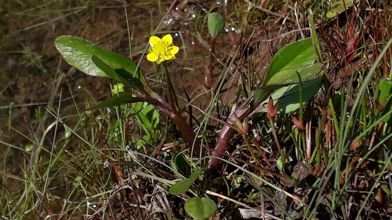 Ranunculus ophioglossifolius, photographed by Alessia Guggisberg