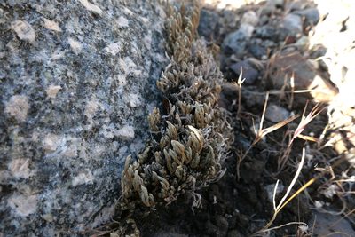 Selaginella bigelovii, photographed by paulexcoff