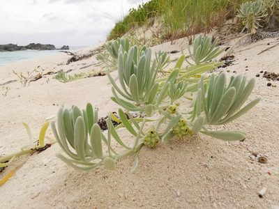 Tournefortia gnaphalodes, photographed by Alexis Tinker-Tsavalas