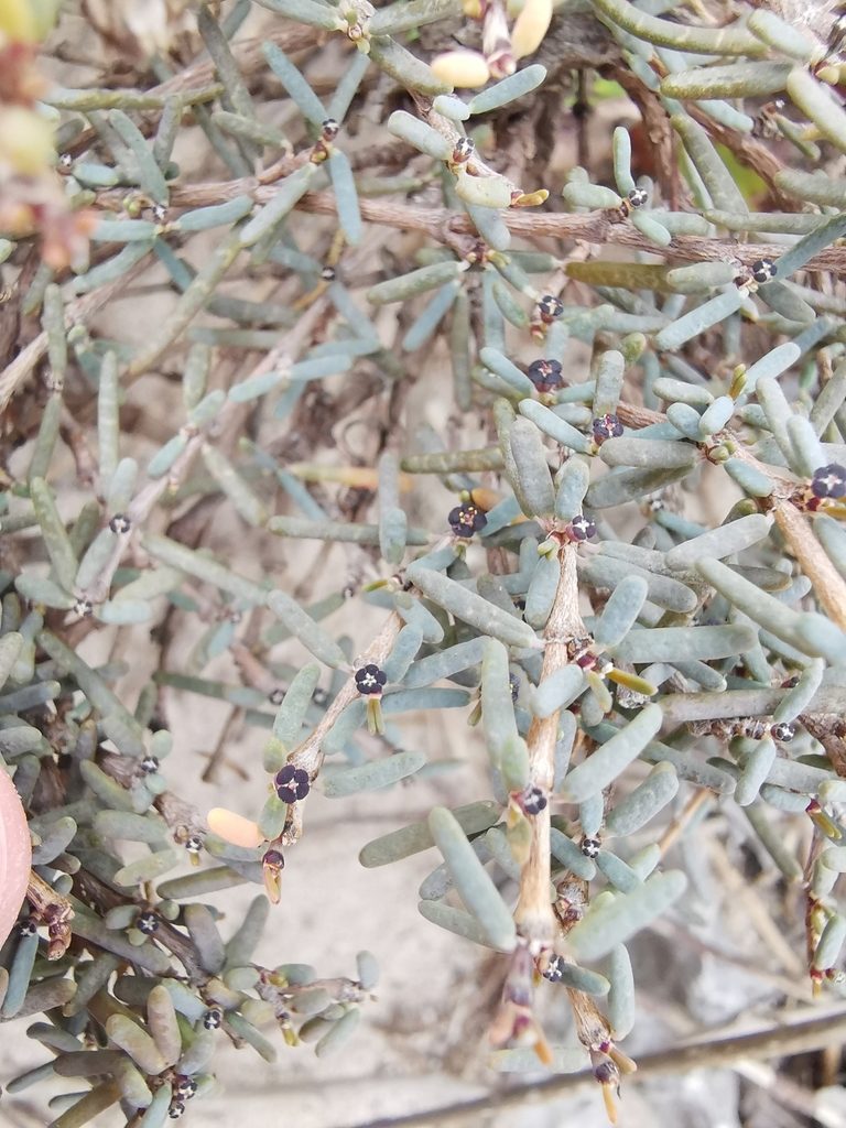 Euphorbia vaginulata, photographed by Alexis Tinker-Tsavalas