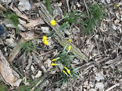 Narcissus pseudonarcissus, photographed by Elliot Greiner