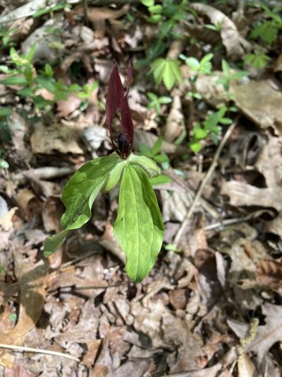 Trillium lancifolium, photographed by Heather DeGaetano