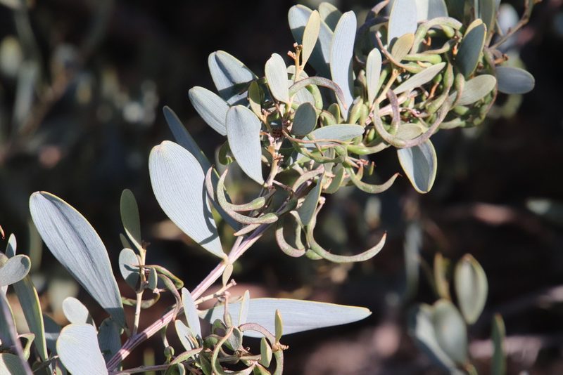 Acacia redolens, photographed by Millie Basden