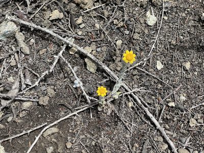 Monolopia gracilens, photographed by Dee Shea Himes