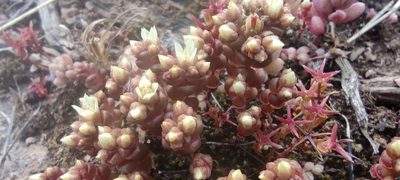 Sedum cespitosum, photographed by Santiago Martín-Bravo