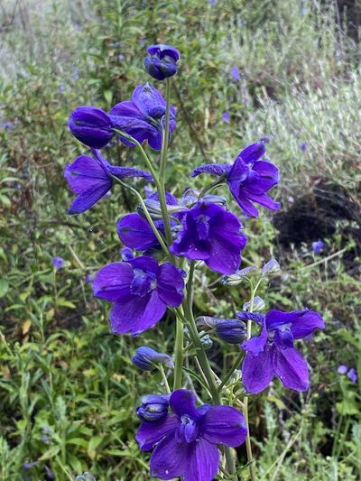 Delphinium hutchinsoniae, photographed by Irene