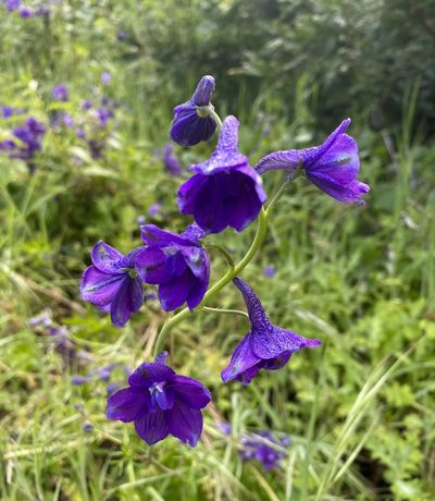 Delphinium hutchinsoniae, photographed by Irene