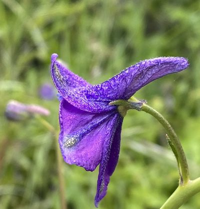 Delphinium hutchinsoniae, photographed by Irene