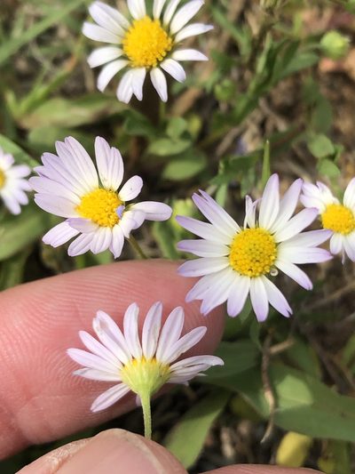 Astranthium ciliatum, photographed by Sam Kieschnick