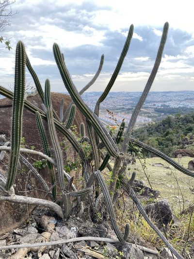 Praecereus euchlorus, photographed by Pedro Alvaro Neves