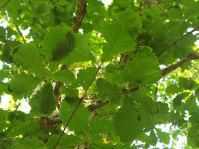 Quercus michauxii, photographed by Jonathan Layman