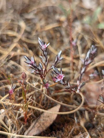 Polygonum bidwelliae, photographed by My-Lan Le