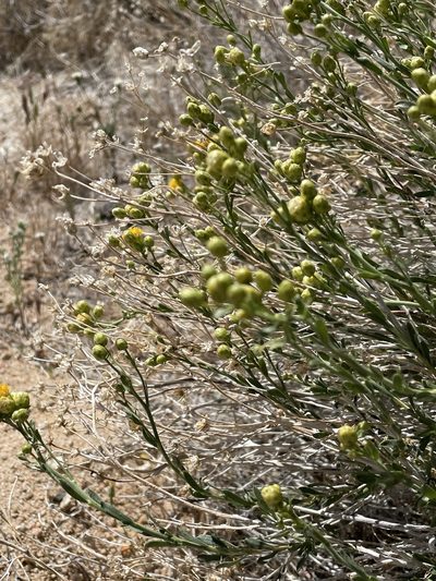 Acamptopappus sphaerocephalus, photographed by Leah Gardner