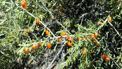 Lycium andersonii, photographed by dirt_tan949