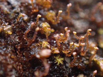 Frullania bolanderi, photographed by Randal