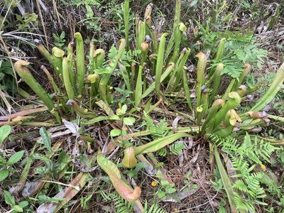 Sarracenia minor