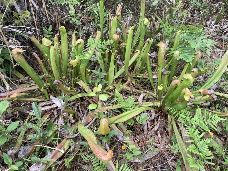 Sarracenia minor, photographed by mikoikoi