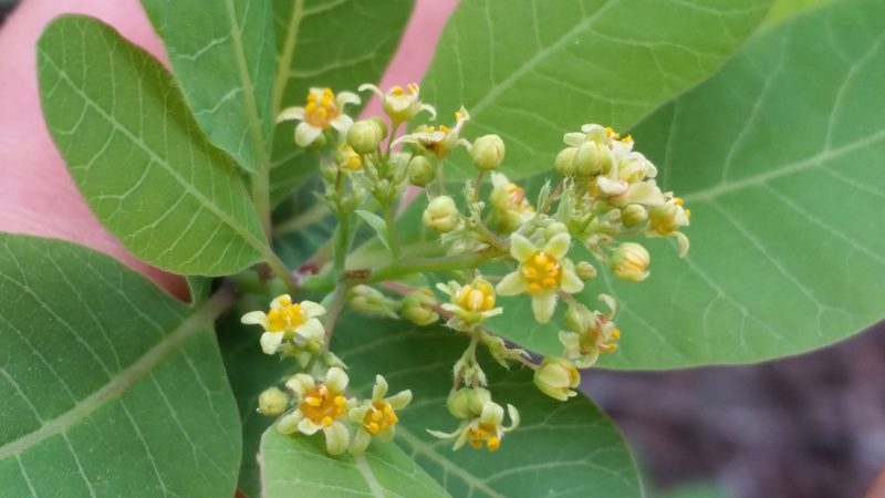 Cotinus obovatus, photographed by pintobeans