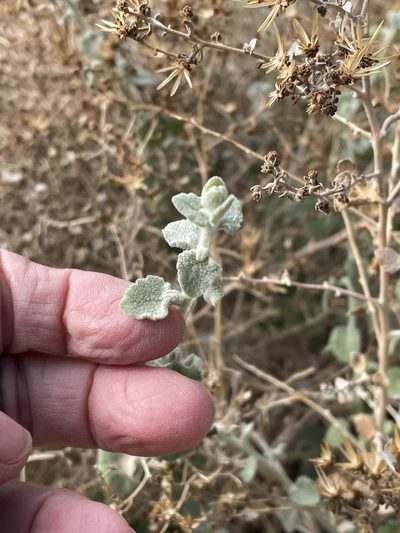 Brickellia desertorum, photographed by Leah Gardner